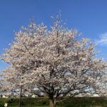 葛飾区中川沿いに咲く満開の桜と青空の風景