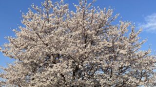 春の大型連休期間中の営業日程についてのご案内