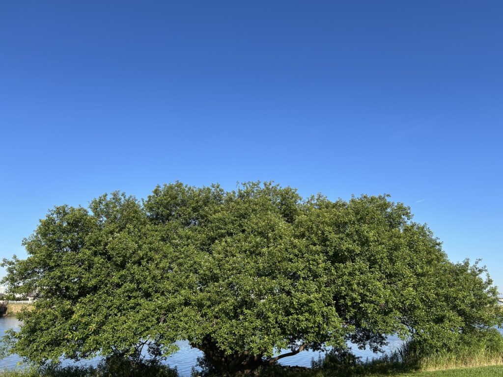 夏の快晴の青空の下で青々と葉を茂らせる大きな樹木の風景