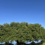 夏の快晴の青空の下で青々と葉を茂らせる大きな樹木の風景