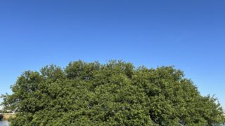 夏季休暇のお知らせ 2026